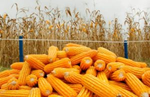 CEDEVA produce  maíz amarillo para los pequeños productores