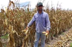 Acentuada tecnificación en la zafra de maíz