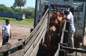 Ya se vive la Fiesta del Ternero Formoseño