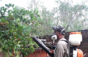 Aedes: Las brigadas sanitarias en el interior