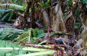Intendente de Naineck destaco asistencia a bananeros afectados por tornado y granizo