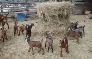 Técnicos del Cedeva expusieron avances zoo genéticos en simposio internacional