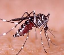 Con 3510 casos, el dengue retrocede en la provincia